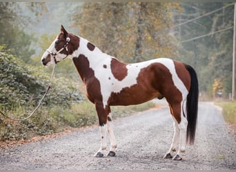 Paint Horse Croisé, Hongre, 14 Ans