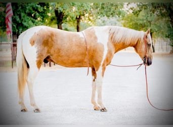 Paint Horse, Hongre, 15 Ans, 155 cm, Palomino