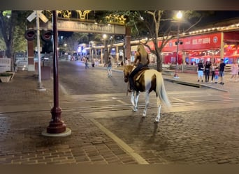 Paint Horse, Hongre, 15 Ans, 155 cm, Palomino