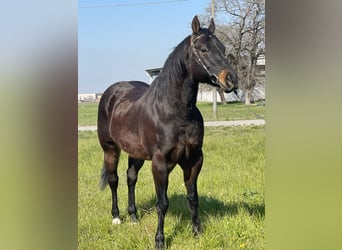 Paint Horse, Hongre, 15 Ans, 160 cm, Bai brun