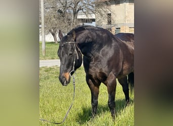 Paint Horse, Hongre, 15 Ans, 160 cm, Bai brun
