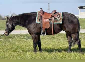 Paint Horse, Hongre, 15 Ans, 160 cm, Bai brun