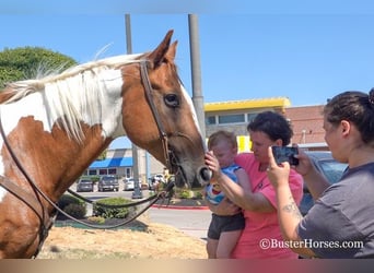 Paint Horse, Hongre, 15 Ans, Alezan cuivré