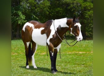 Paint Horse, Hongre, 15 Ans, Overo-toutes couleurs