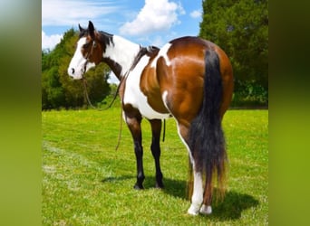 Paint Horse, Hongre, 15 Ans, Overo-toutes couleurs