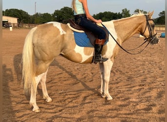 Paint Horse, Hongre, 16 Ans, 150 cm, Palomino