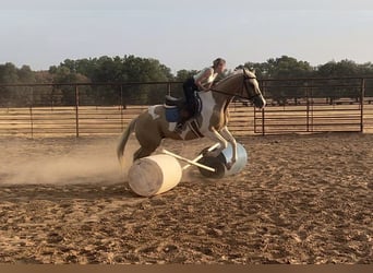 Paint Horse, Hongre, 16 Ans, 150 cm, Palomino