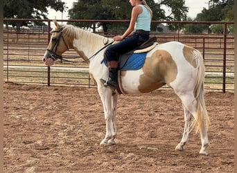 Paint Horse, Hongre, 16 Ans, 150 cm, Palomino