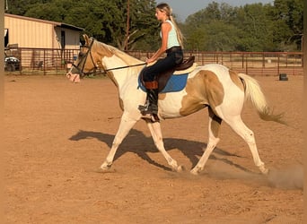 Paint Horse, Hongre, 16 Ans, 150 cm, Palomino