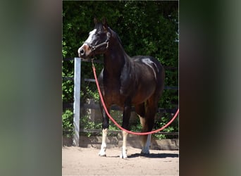 Paint Horse, Hongre, 16 Ans, 154 cm, Pinto
