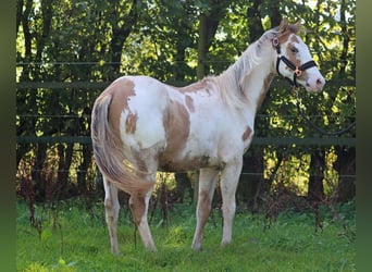 Paint Horse, Hongre, 1 Année, 150 cm, Overo-toutes couleurs