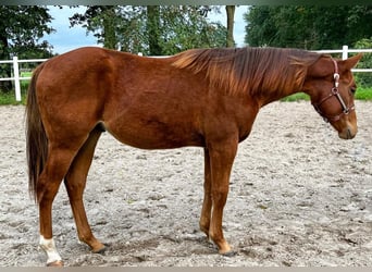 Paint Horse, Hongre, 1 Année, 154 cm, Alezan brûlé
