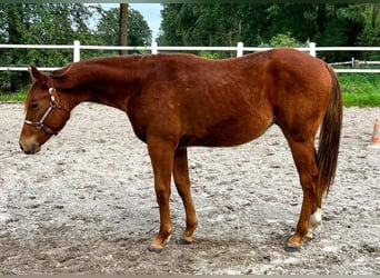 Paint Horse, Hongre, 1 Année, 154 cm, Alezan brûlé