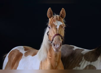 Paint Horse, Hongre, 1 Année, 155 cm, Tobiano-toutes couleurs