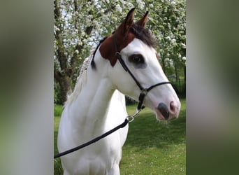 Paint Horse, Hongre, 1 Année, 158 cm, Overo-toutes couleurs