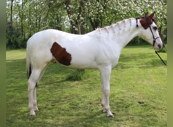 Paint Horse, Hongre, 1 Année, 158 cm, Overo-toutes couleurs