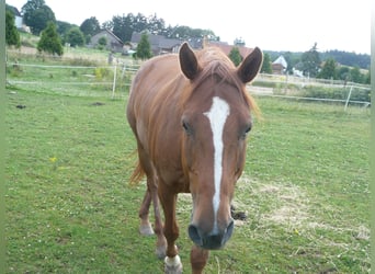 Paint Horse, Hongre, 25 Ans, 160 cm, Alezan