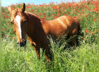 Paint Horse, Hongre, 25 Ans, 160 cm, Alezan