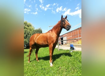 Paint Horse, Hongre, 25 Ans, 160 cm, Alezan