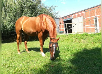 Paint Horse, Hongre, 25 Ans, 160 cm, Alezan