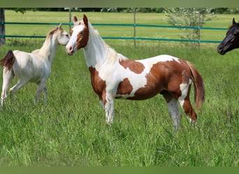Paint Horse, Hongre, 2 Ans, 152 cm, Tovero-toutes couleurs