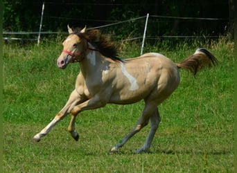 Paint Horse, Hongre, 2 Ans, 156 cm, Champagne