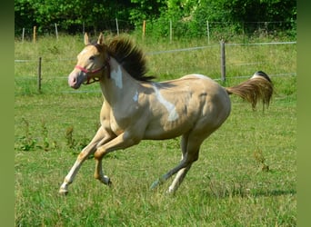 Paint Horse, Hongre, 2 Ans, 156 cm, Champagne