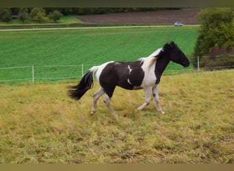 Paint Horse, Hongre, 3 Ans, 143 cm, Grullo