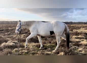 Paint Horse, Hongre, 3 Ans, 145 cm, Tobiano-toutes couleurs