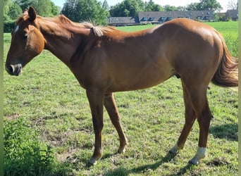 Paint Horse, Hongre, 3 Ans, 150 cm, Alezan