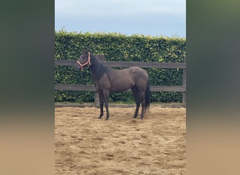 Paint Horse, Hongre, 3 Ans, 150 cm, Noir
