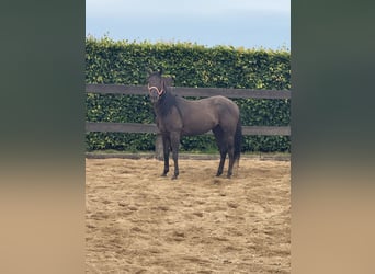 Paint Horse, Hongre, 3 Ans, 150 cm, Noir