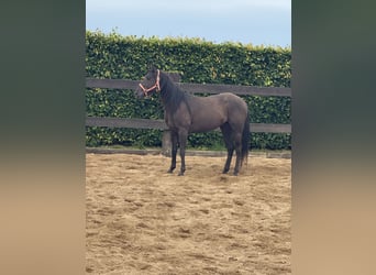 Paint Horse, Hongre, 3 Ans, 150 cm, Noir