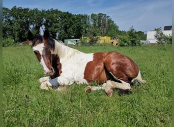 Paint Horse, Hongre, 3 Ans, 152 cm, Pinto