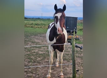 Paint Horse, Hongre, 3 Ans, 152 cm, Pinto