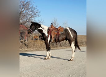 Paint Horse Croisé, Hongre, 3 Ans, 152 cm, Rouan Bleu