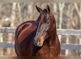 Paint Horse, Hongre, 3 Ans, 155 cm, Bai cerise