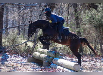 Paint Horse, Hongre, 3 Ans, 155 cm, Bai cerise