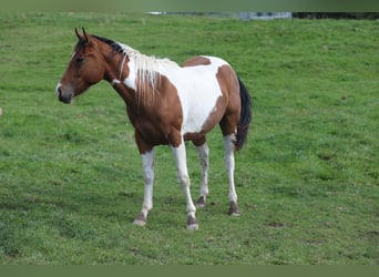 Paint Horse, Hongre, 3 Ans, 155 cm, Pinto