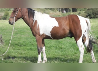 Paint Horse Croisé, Hongre, 3 Ans, 156 cm, Pinto