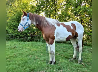 Paint Horse, Hongre, 3 Ans, 159 cm, Tobiano-toutes couleurs