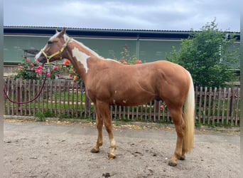 Paint Horse, Hongre, 3 Ans, Palomino