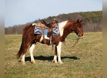 Paint Horse, Hongre, 4 Ans, 145 cm, Alezan brûlé
