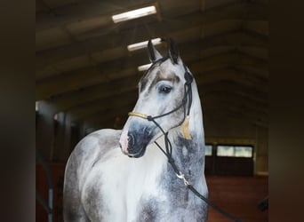 Paint Horse, Hongre, 4 Ans, 147 cm, Pinto