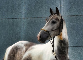 Paint Horse, Hongre, 4 Ans, 147 cm, Pinto
