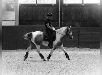 Paint Horse, Hongre, 4 Ans, 147 cm, Pinto