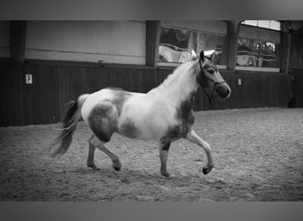 Paint Horse, Hongre, 4 Ans, 147 cm, Pinto