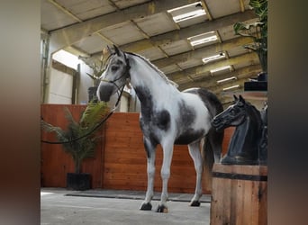 Paint Horse, Hongre, 4 Ans, 147 cm, Pinto