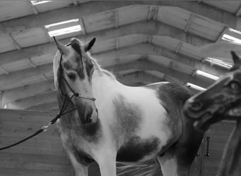 Paint Horse, Hongre, 4 Ans, 147 cm, Pinto