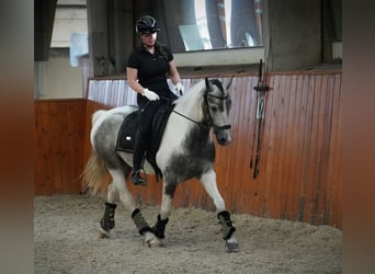 Paint Horse, Hongre, 4 Ans, 147 cm, Pinto